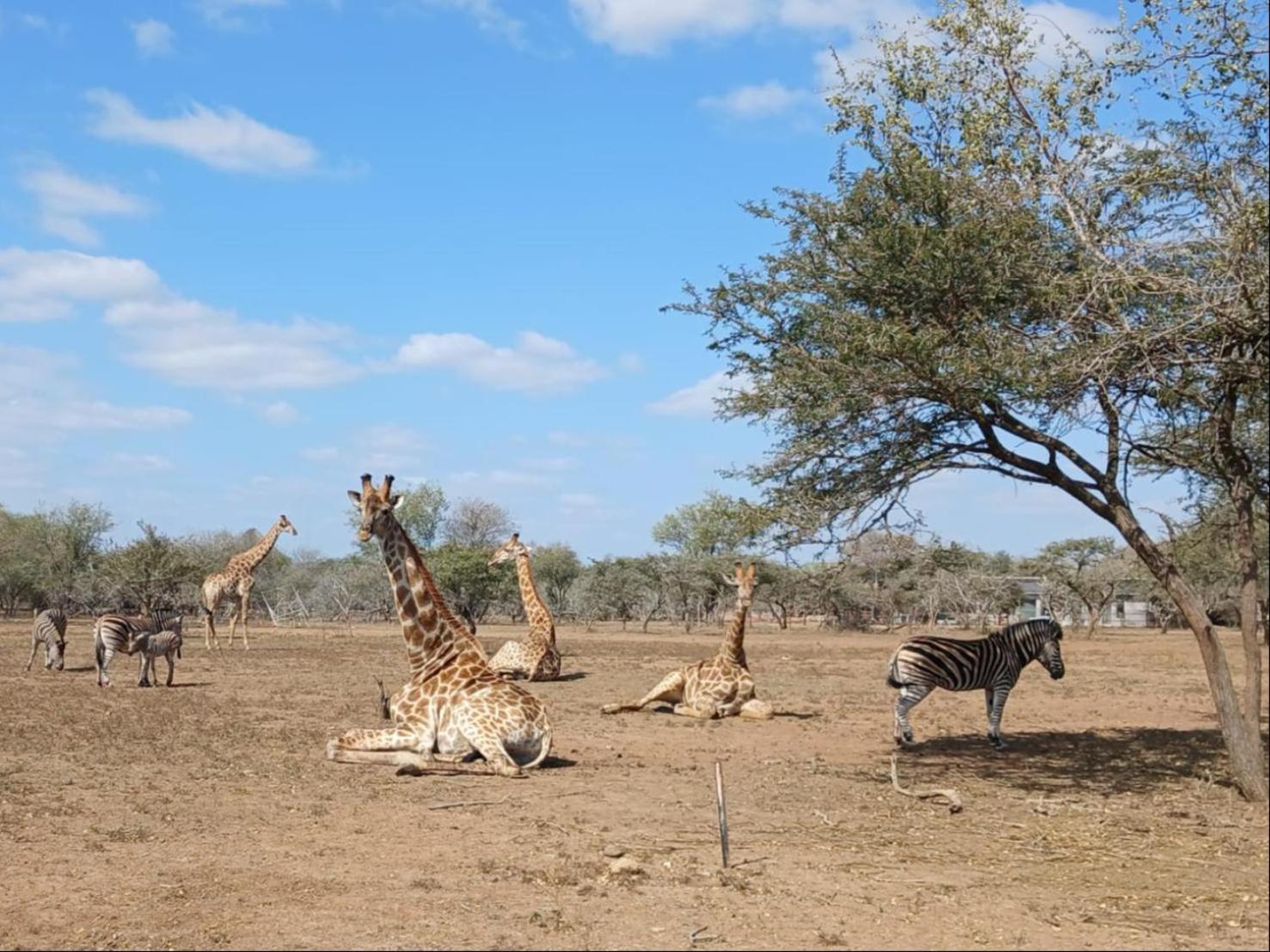 Marloth Kruger View Apartment Marloth Park Exterior foto